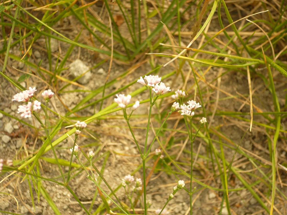 Asperula cynanchica (Rubiaceae)